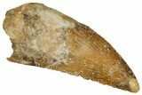 Serrated Raptor Tooth - Real Dinosaur Tooth #333386-1